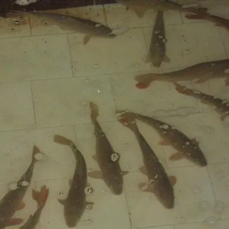 بيت ضيافة To Fragma Lithótopos